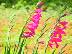  春咲きグラジオラス　ビザンティヌス 　４