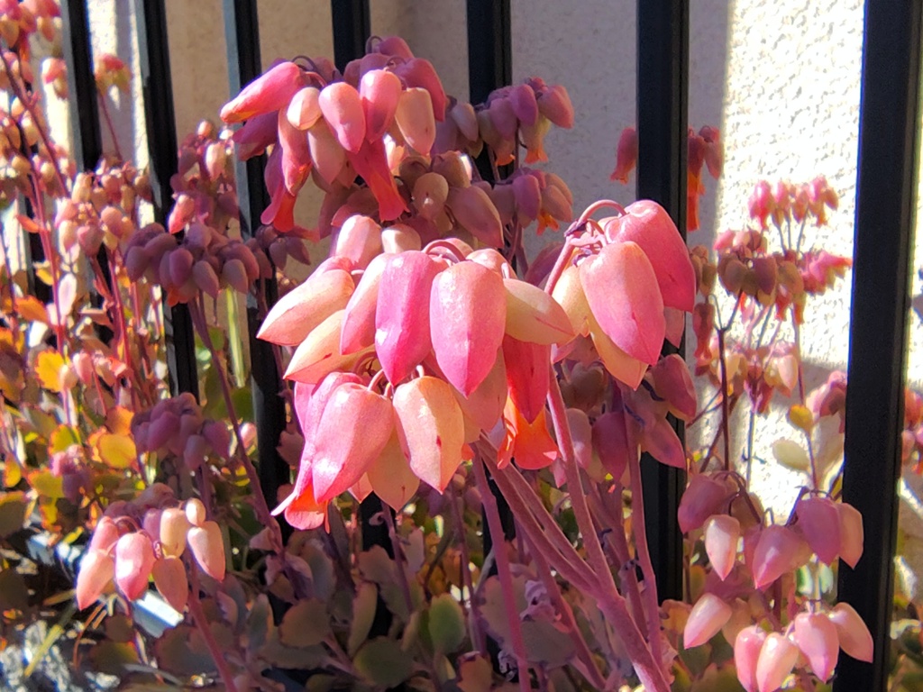 カランコエ　胡蝶の舞　（多肉植物）３