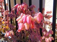 カランコエ　胡蝶の舞　（多肉植物）３