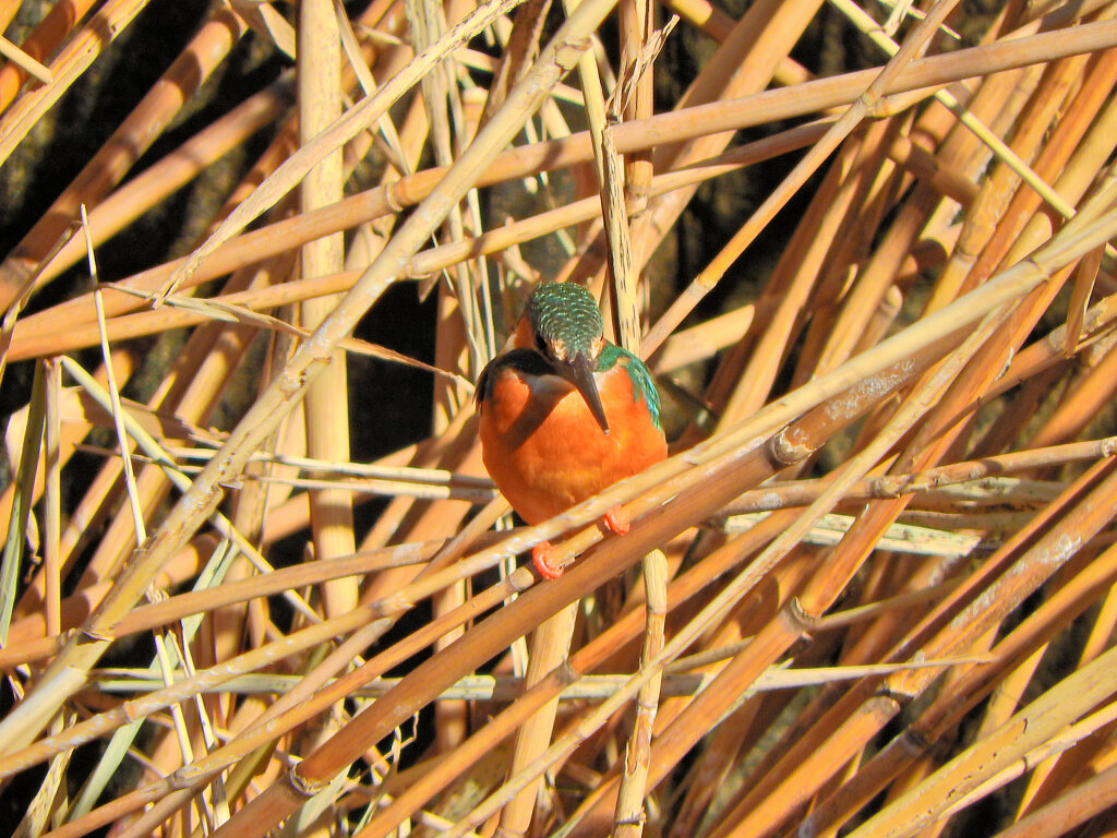 今日のカワセミ　さん　３