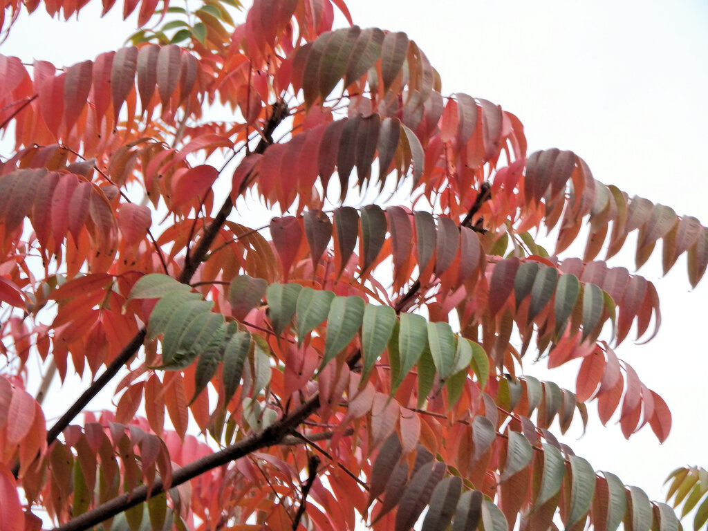 櫨の紅葉　４