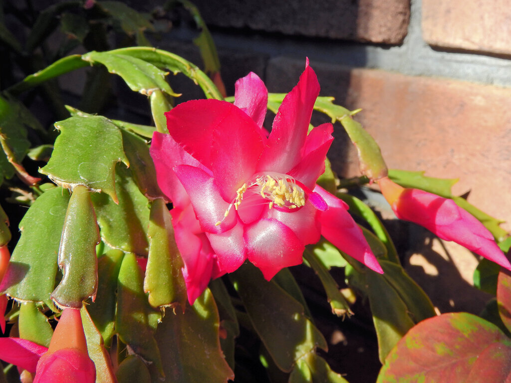 蝦蛄葉サボテン （しゃこばサボテン）１