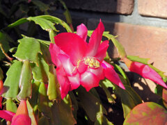 蝦蛄葉サボテン （しゃこばサボテン）１