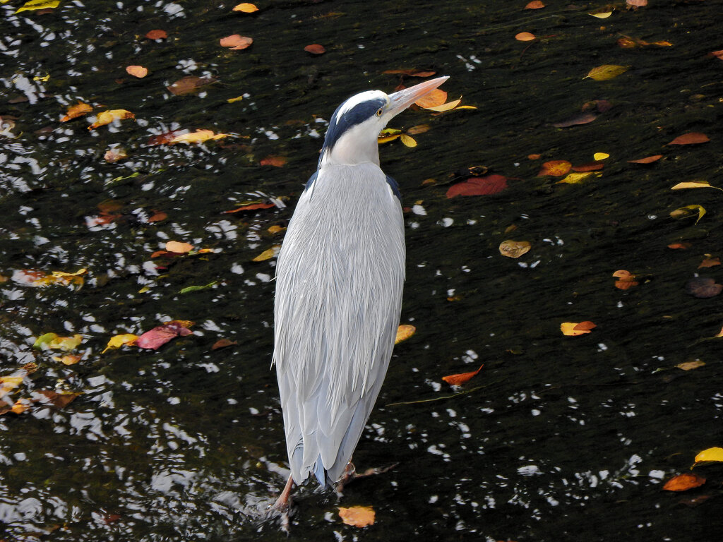 落ち葉は喰えん・・アオサギ　１