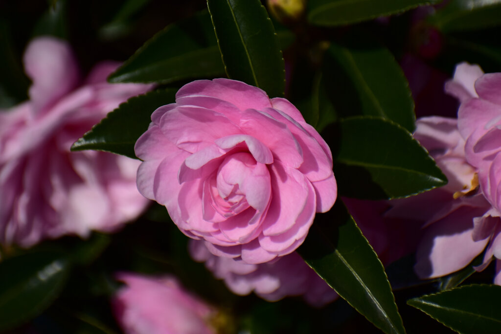 山茶花　９
