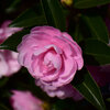 山茶花　９