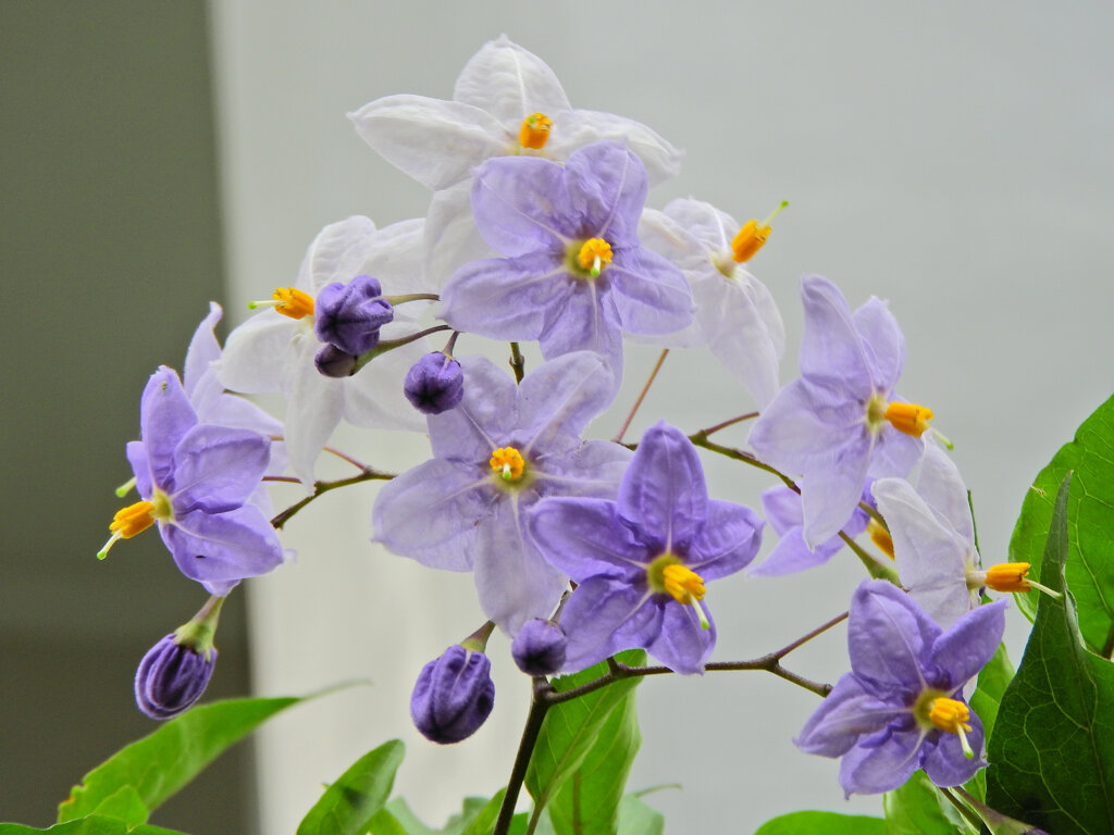 蔓花茄子 （つるはななす）「山保呂志（やまほろし）」１