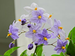 蔓花茄子 （つるはななす）「山保呂志（やまほろし）」１