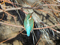 今日のカワセミ　さん