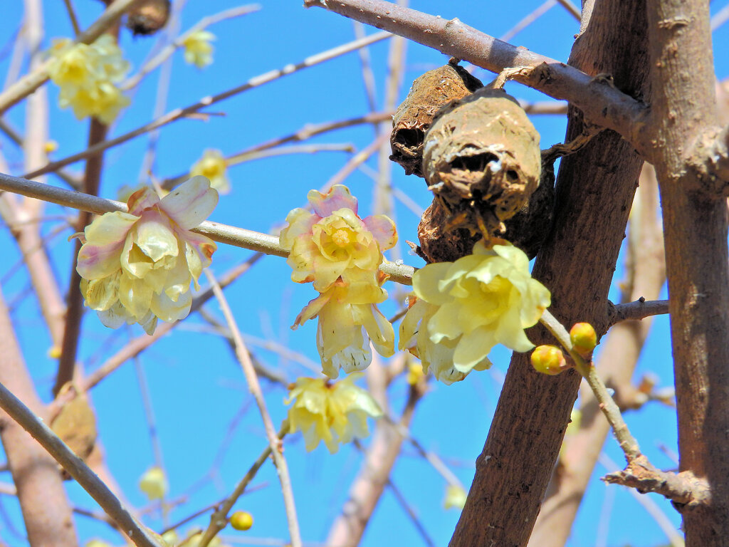 川崎市神庭緑地公園で　蝋梅　４