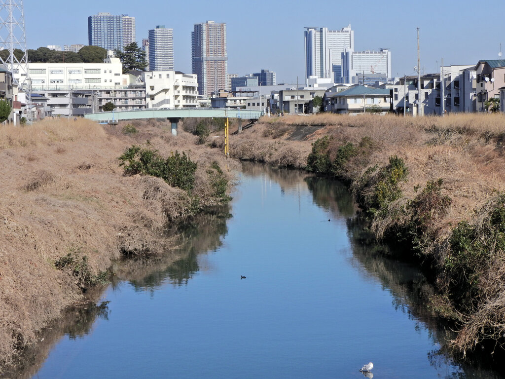 矢上川の下流　日吉付近から武蔵小杉方面