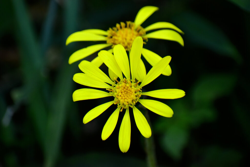 石蕗（ツワブキ）花　６