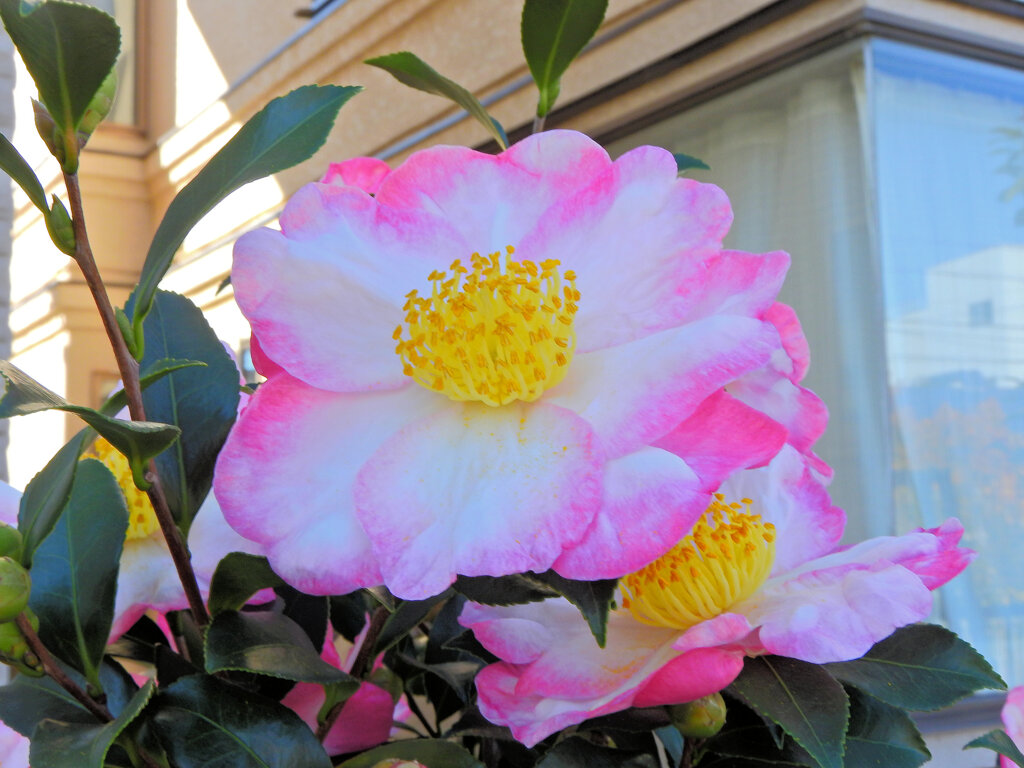 サザンカ 〜冬が来る〜 １