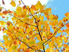 百合の木 （ゆりのき）の紅葉　１