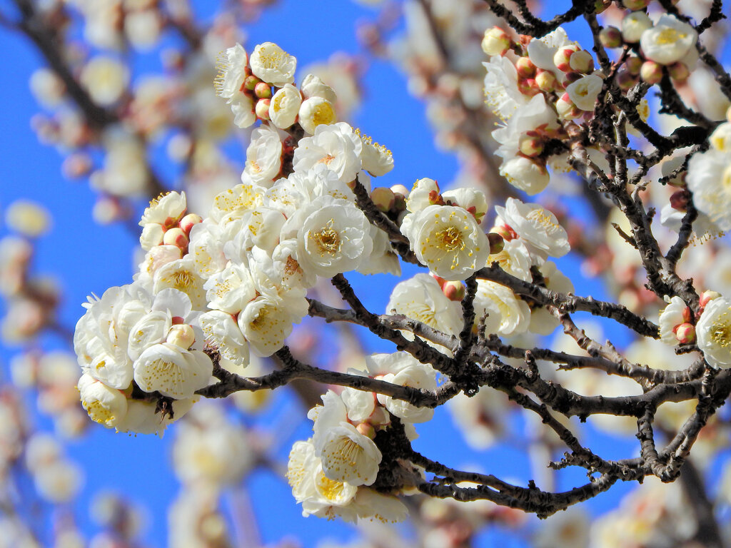 今日の白梅　５