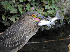 ホシゴイ(ゴイサギの幼鳥)鯔を捕獲 4 ホシゴイ(ゴイサギの幼鳥)鯔を捕獲 4