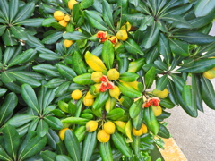 扉 （とべら）（実、タネ）１