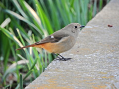 久々の　ジョビ子さん　１０