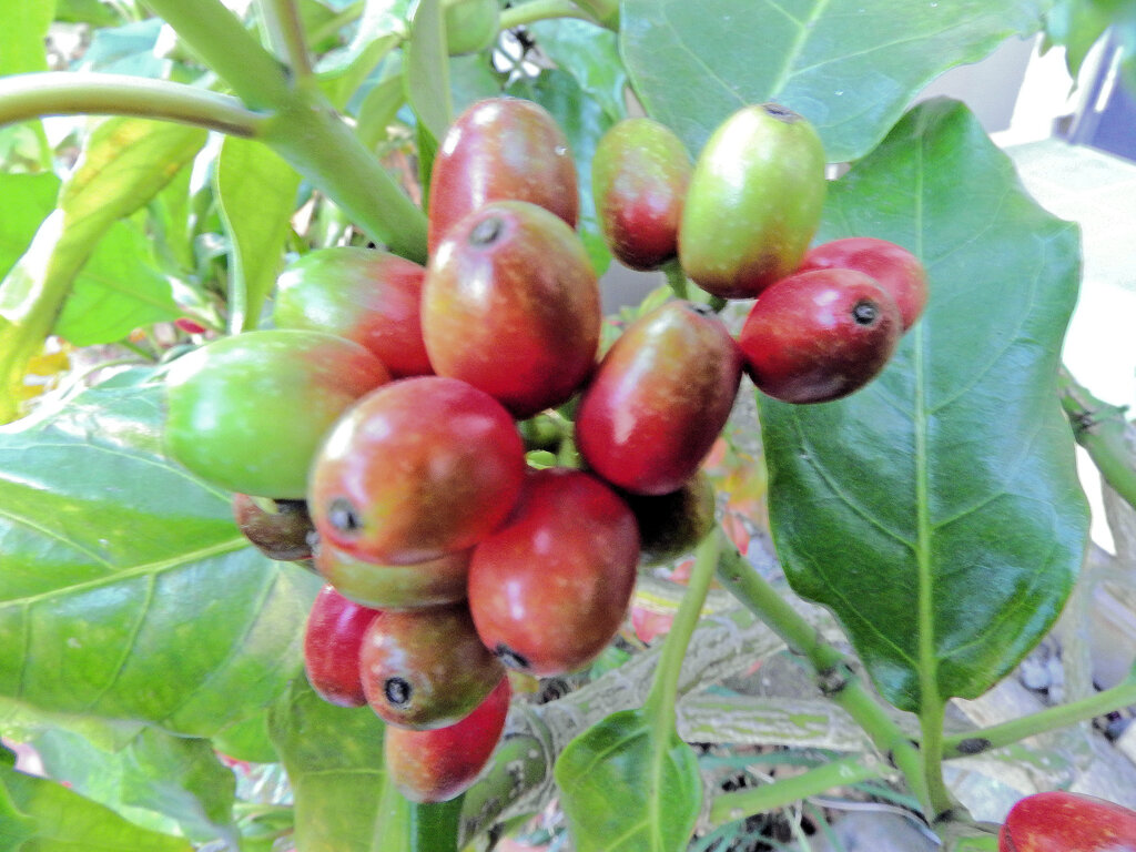 アオキの実　２