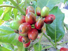 アオキの実　２