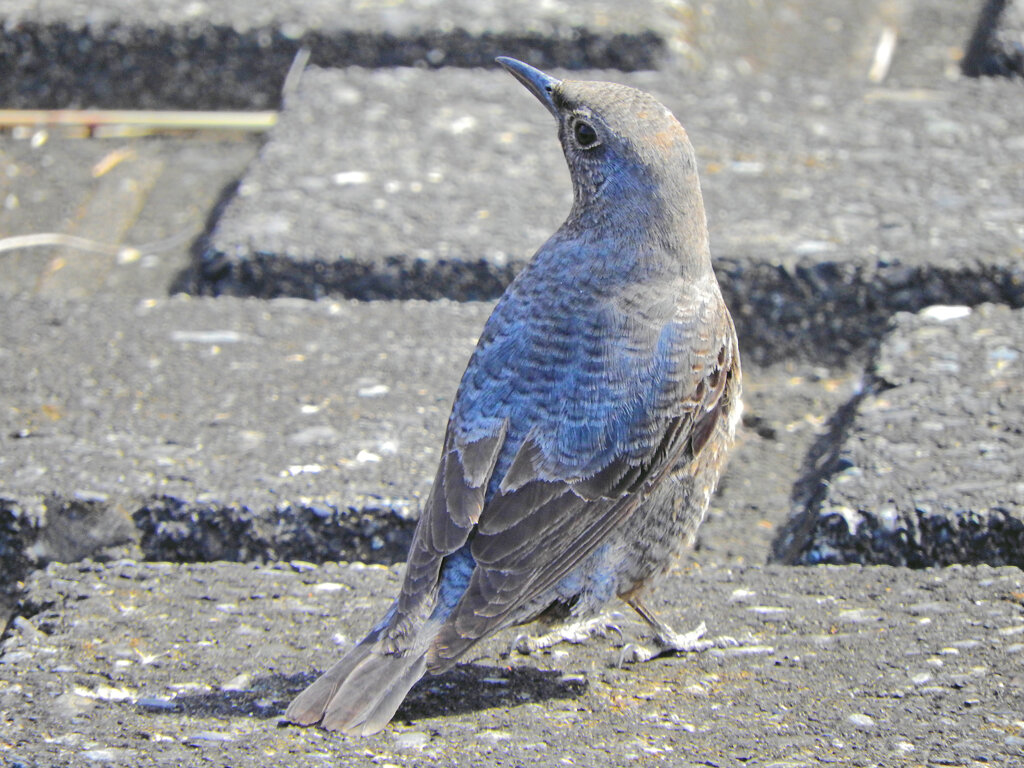 イソヒヨドリ　♀　2/2