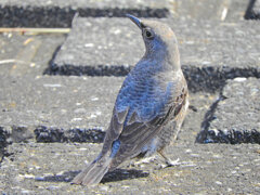 イソヒヨドリ　♀　2/2