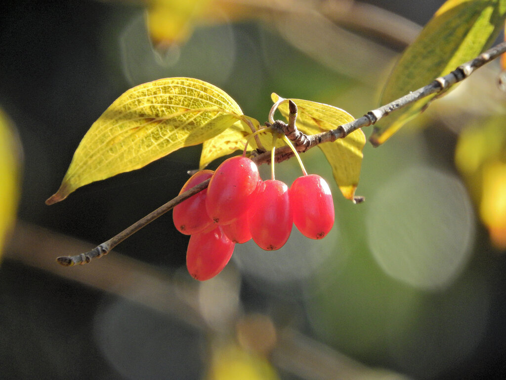 まだ残っていた　山茱萸（サンシュユ）の実　６