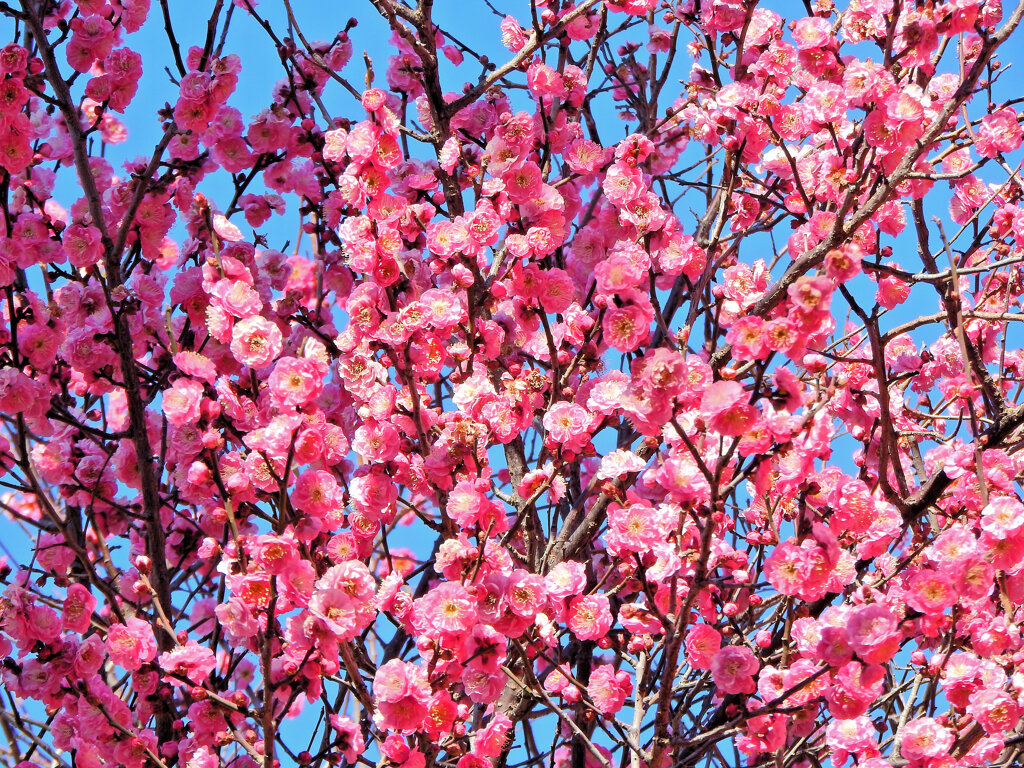 満開の紅梅　６