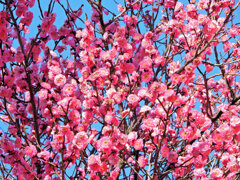 満開の紅梅　６