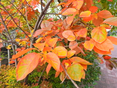 柿の葉の紅葉　１