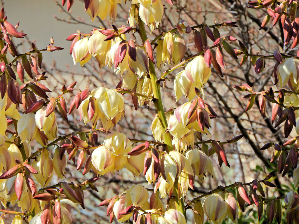 ユッカ蘭 （ユッカらん）（厚葉君が代蘭） あつばきみがよらん　１