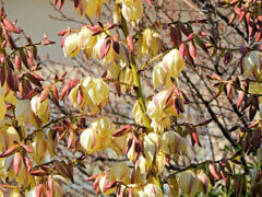 ユッカ蘭 （ユッカらん）（厚葉君が代蘭） あつばきみがよらん　１