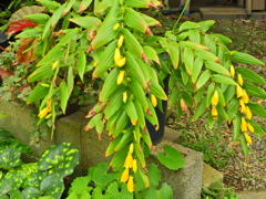 キイジョウロウホトトギス　(紀伊上臈杜鵑草)２