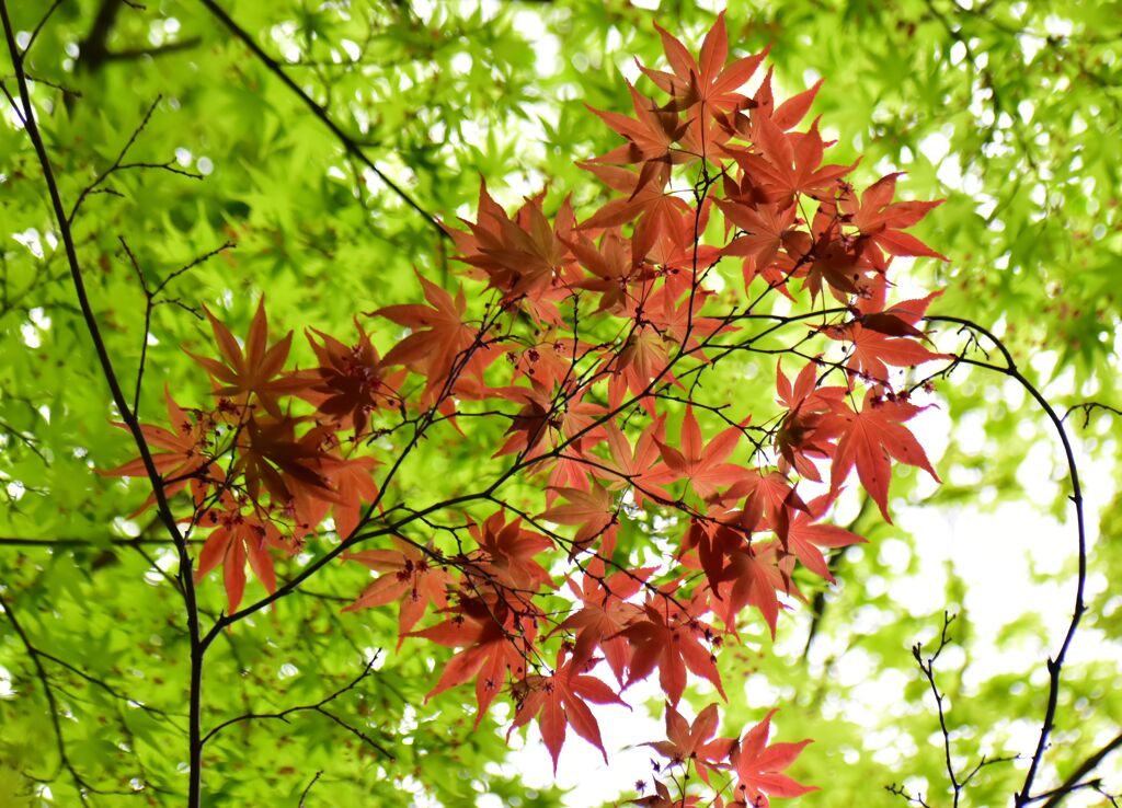 春紅葉　16
