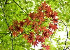 春紅葉　16