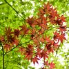 春紅葉　16