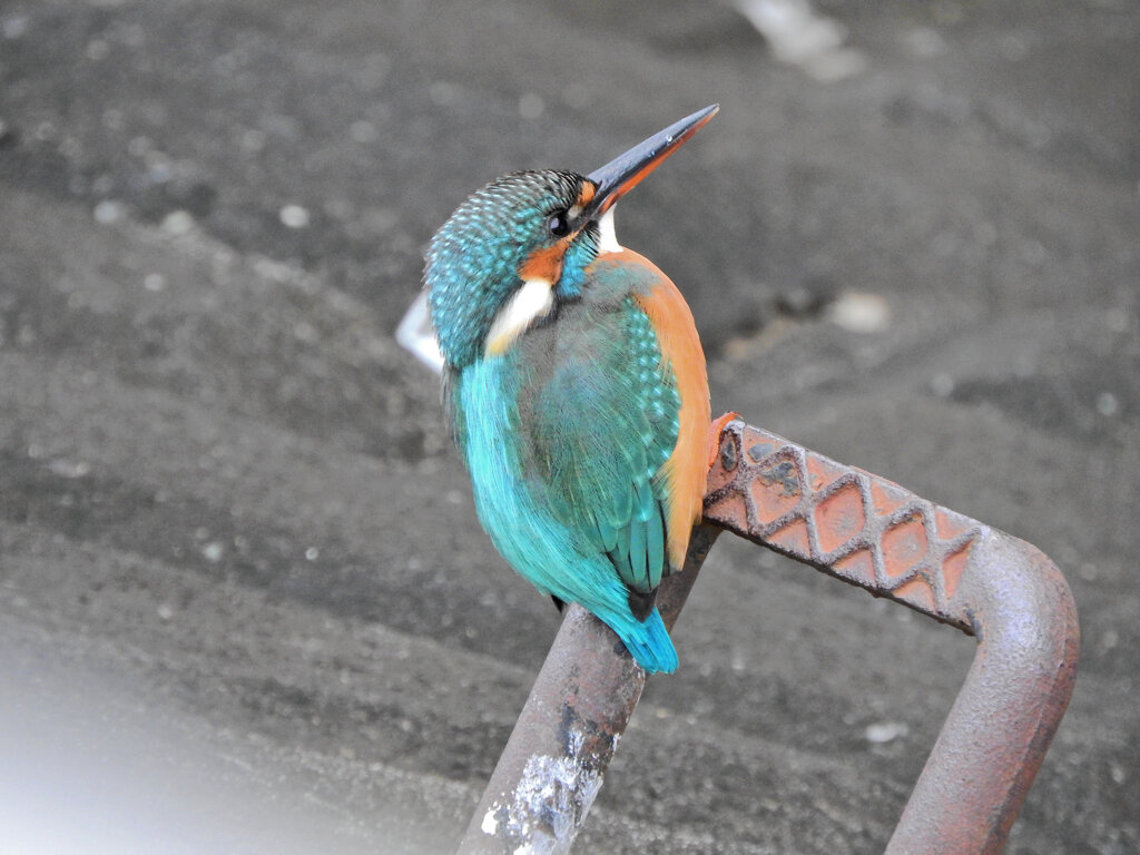 昨日のカワセミ　さん　１ 