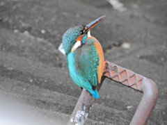 昨日のカワセミ　さん　１ 