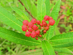 唐綿 （とうわた）   （アスクレピアス）２