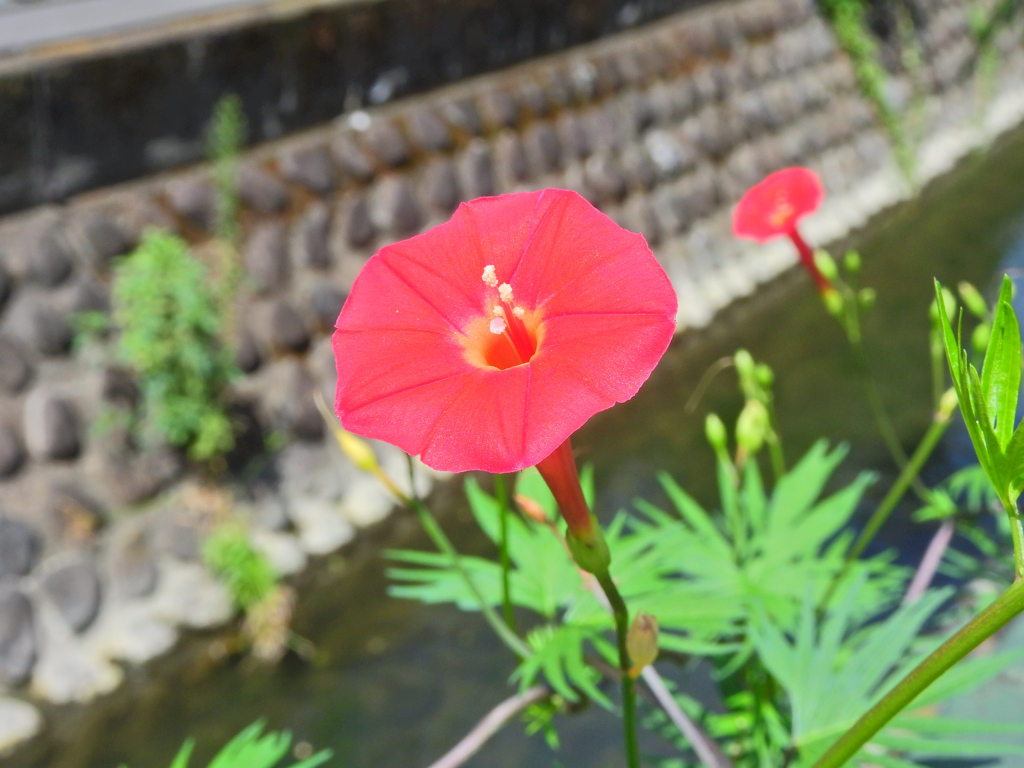縷紅草 （るこうそう）　２