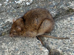 クマネズミ、ドブネズミ？　１