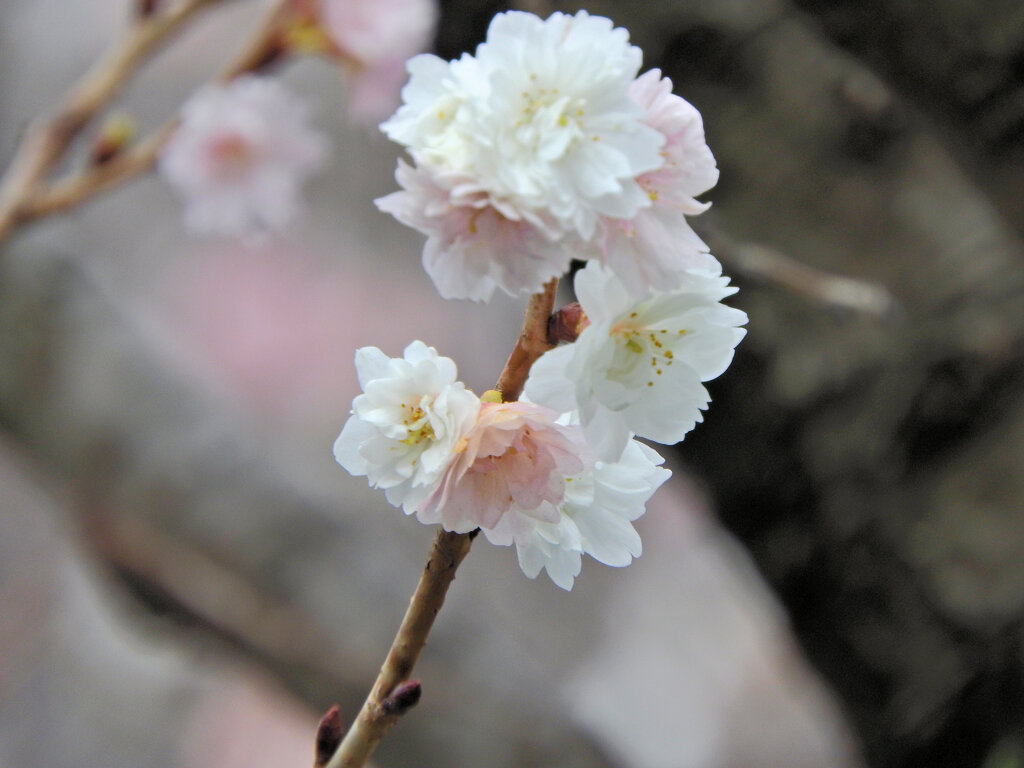 四季桜　６