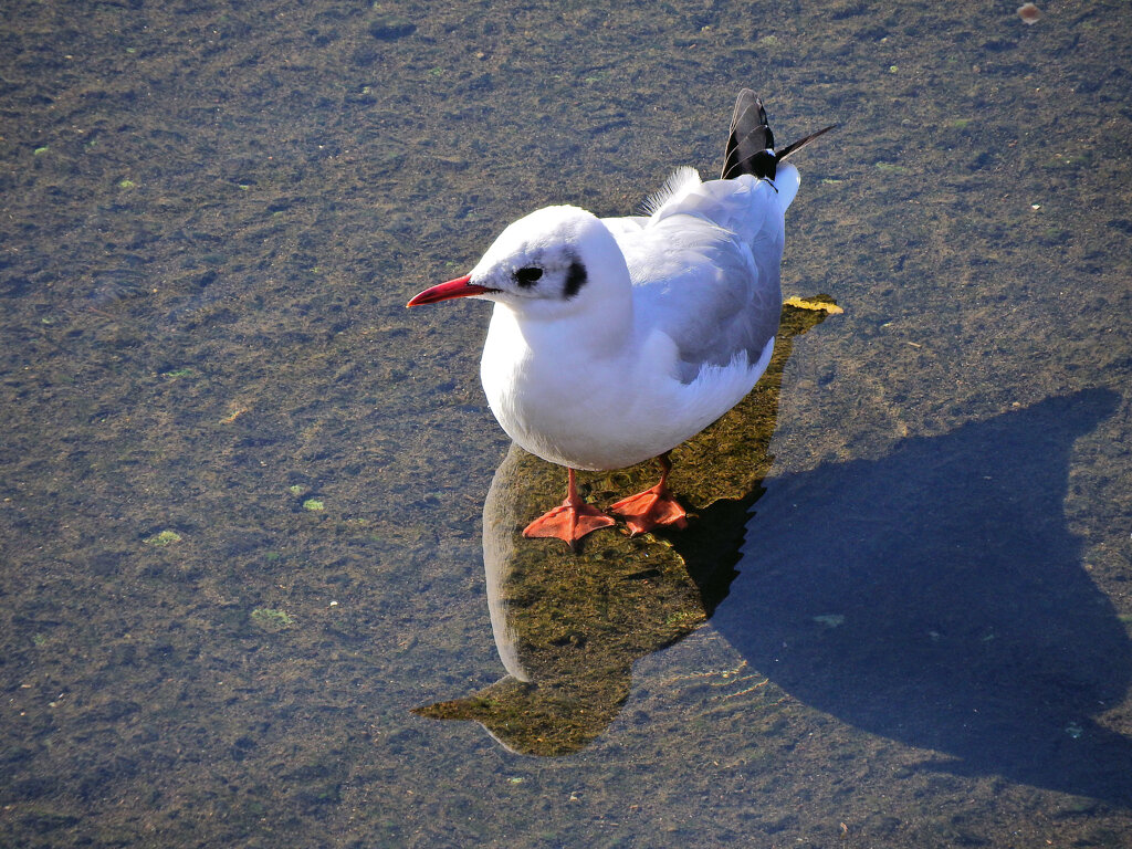 ユリカモメ　さん　３