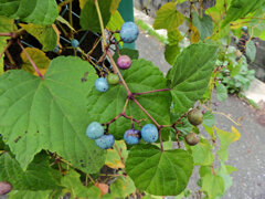 野葡萄　３