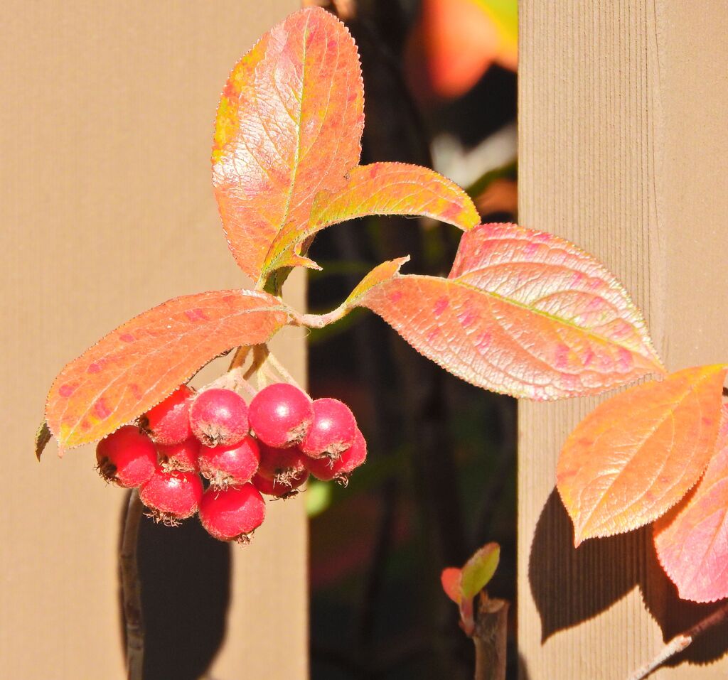 セイヨウカマツカ　６