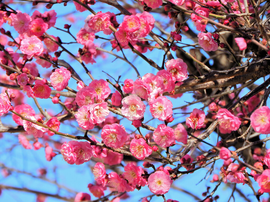 満開の紅梅　３