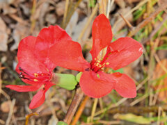 ぼぉけぇ～　４