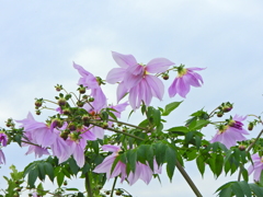 皇帝（こうてい）ダリア　１　