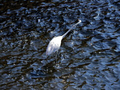 ろくろ首 なダイサギさん