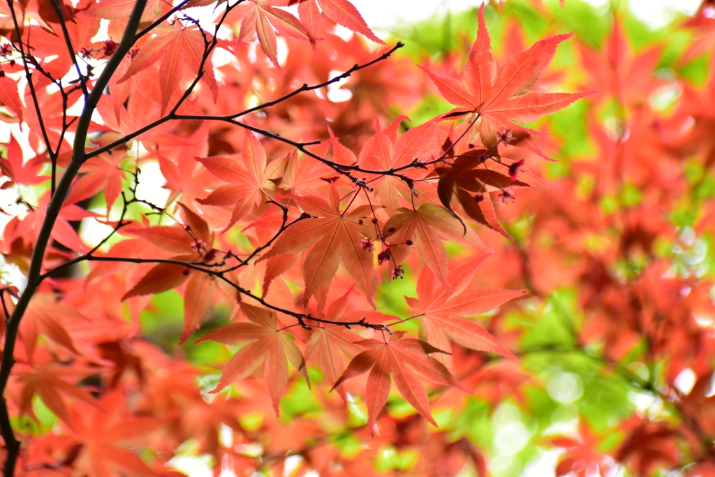 春紅葉　14